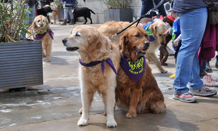Imatge d'arxiu d'una trobada de gossos al parc del Pescador, l'abril de 2018
