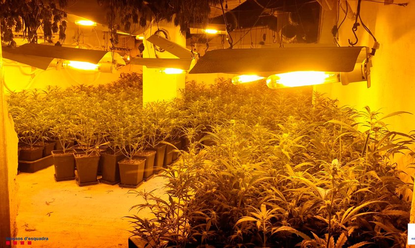 Imatge d'una de les plantacions interiors localitzades pels Mossos d'Esquadra