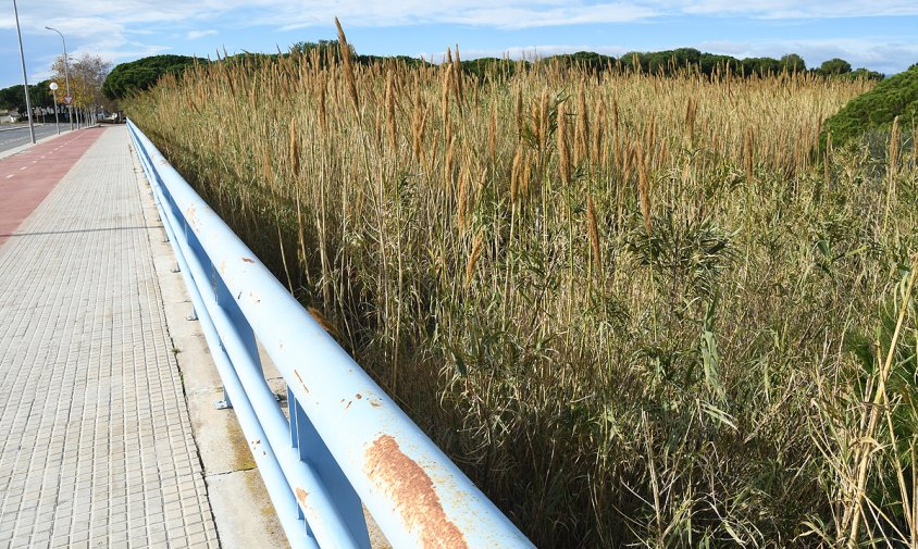 Riera de Maspujols a l'alçada del vial de Cavet, completament col·lapsada per les canyes