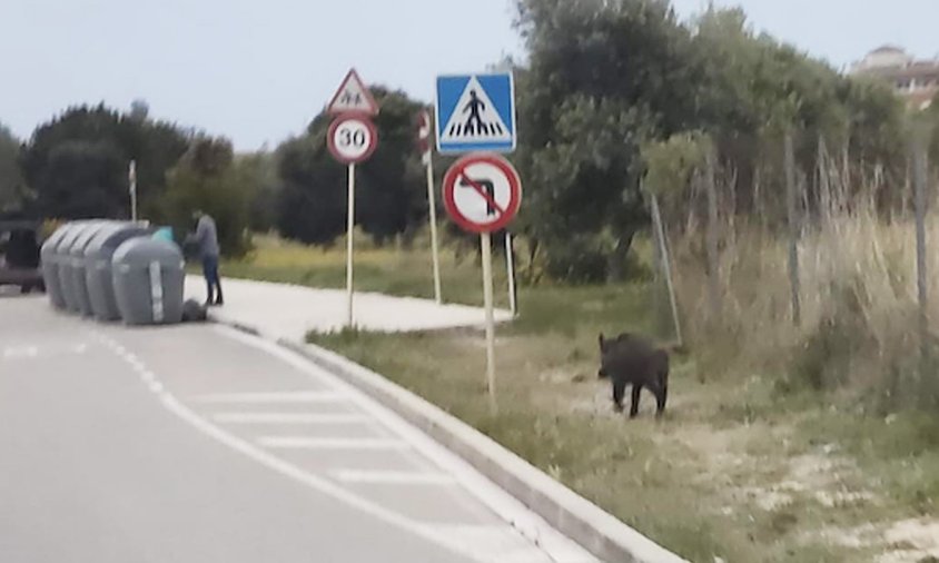 Imatge d'un porc senglar vist a la zona del Molí de la Torre