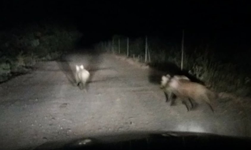 Tres porcs senglars al camí de Belianes, el darrer cap de setmana de maig