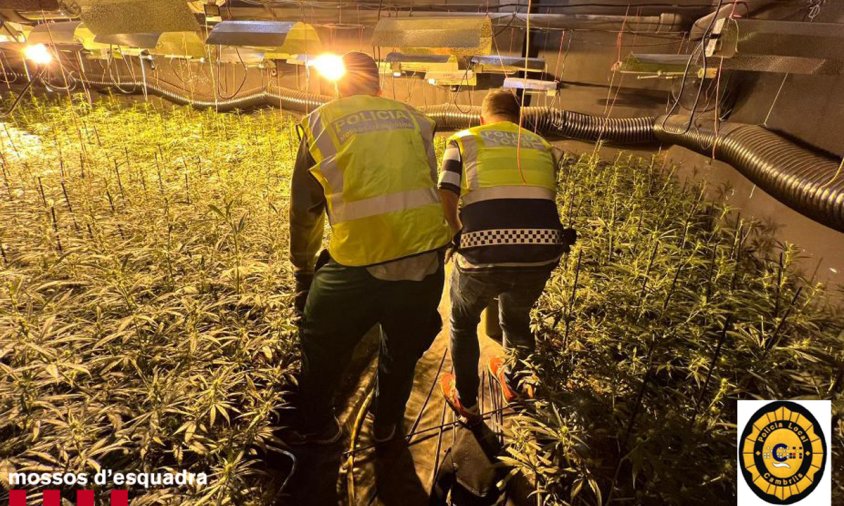 Imatge de la plantació de marihuana localitzada pels agents policials