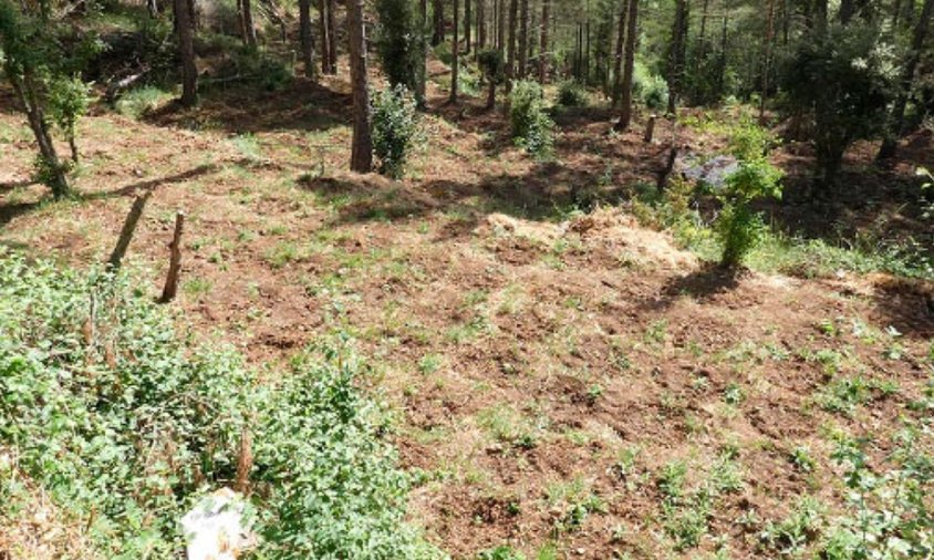 Imatge de la plantació de marihuana localitzada pels Mossos d'Esquadra