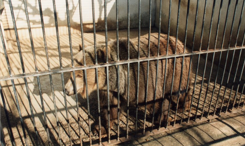 L'ossa Olga a la seva gàbia del Parc del Pescador