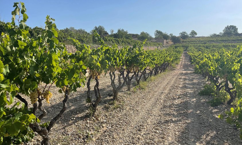 Un camp de vinyes de Reus a l'espera de fer la verema
