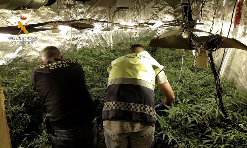 Agents de la Guàrdia Civil intervenint les plantes de marihuana localitzades en un dels registres