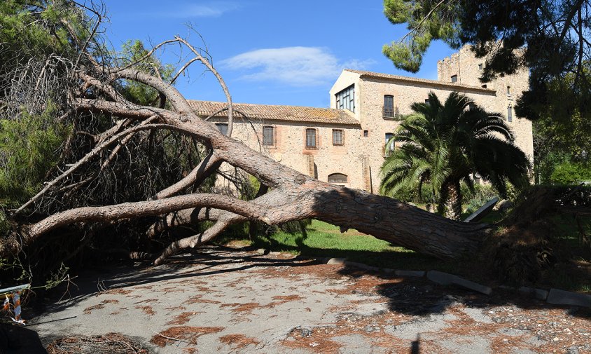 Pi tombat a la plaça de la Palmera. a Vilafortuny, fruit de les pluges de meitats del mes de setembre