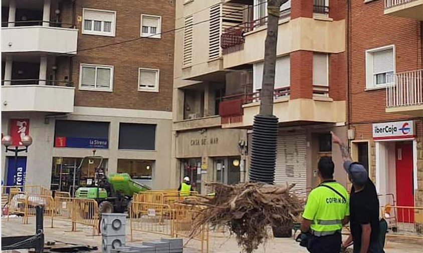 Moment en què es trasplanta un dels exemplars de la plaça d'Aragó