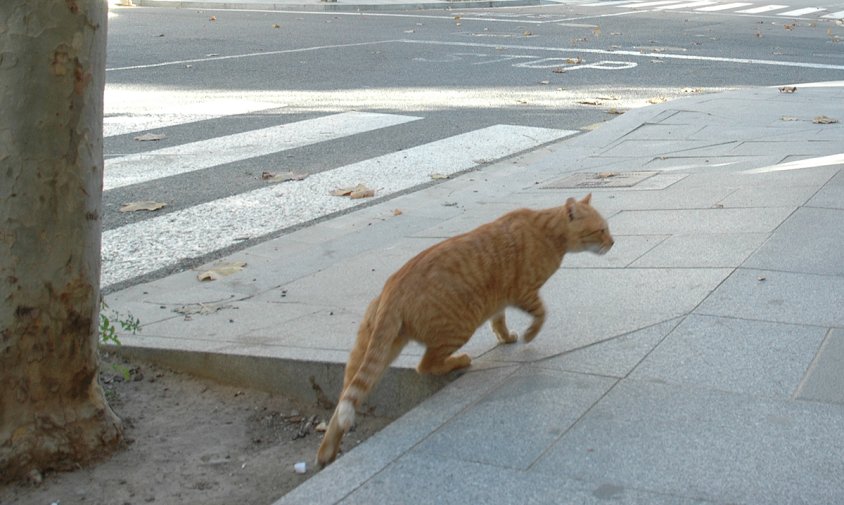 Imatge d'un gat pel carrer