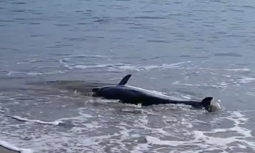 El dofí es va trobar a la platja de la Llosa