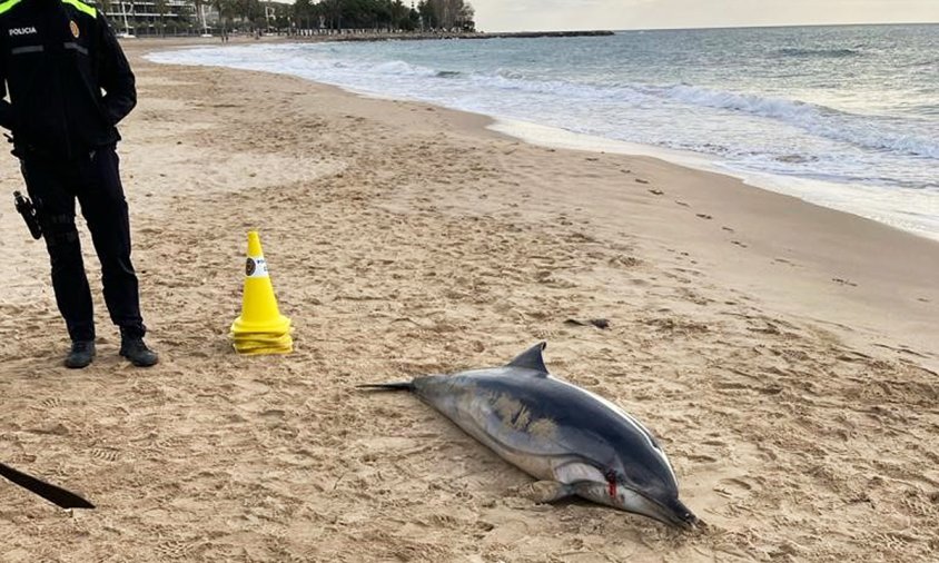 El dofí va aparèixer a la platja del Regueral