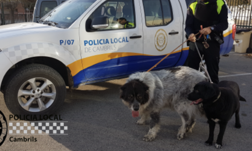 Imatge d'uns gossos recollits per la Policia Local