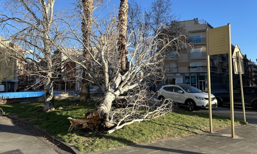 Imatge de l'arbre caigut a la plaça de la Constitució