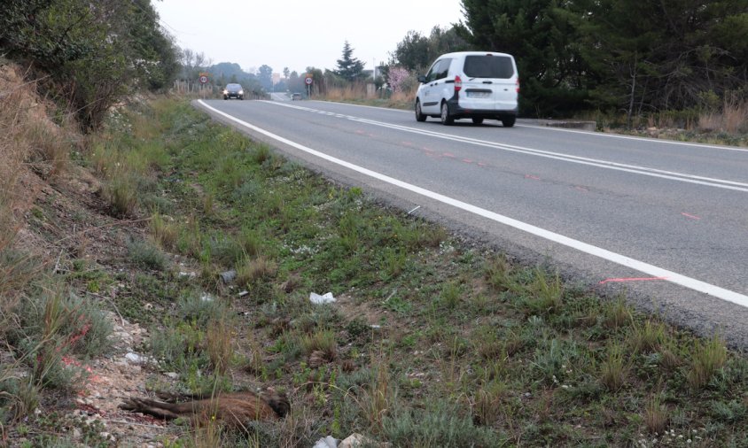 Voral del tram de carretera on va tenir lloc l'accident