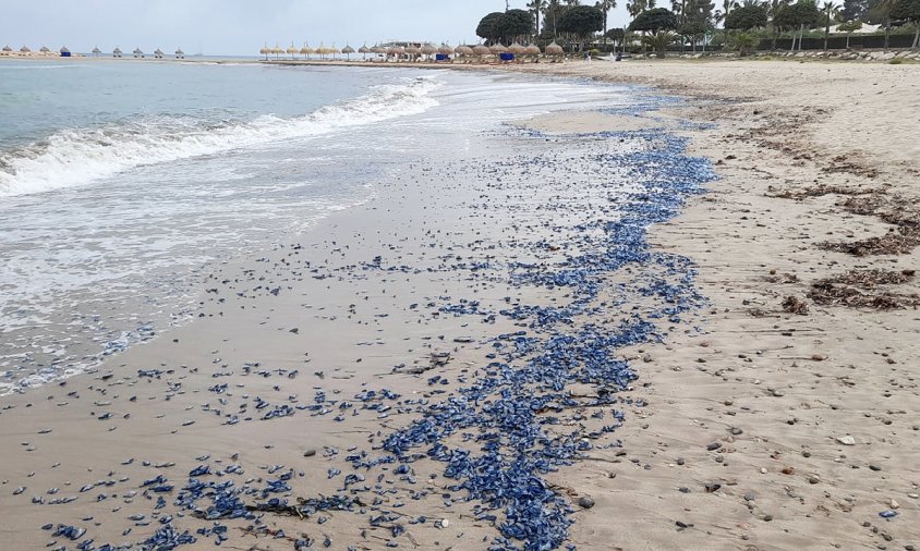 Velelles a la platja de la Llosa, ahir al matí