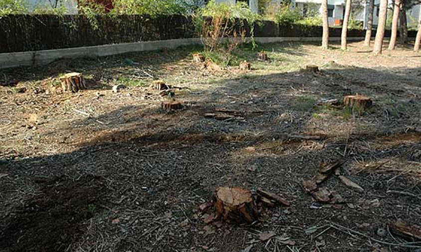 Onze dels pins talats estaven a tocar de la tanca del complex residencial Cambrils Sol Park