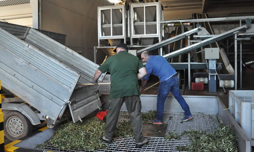 Descarregant olives al molí de la Cooperativa, l'any passat