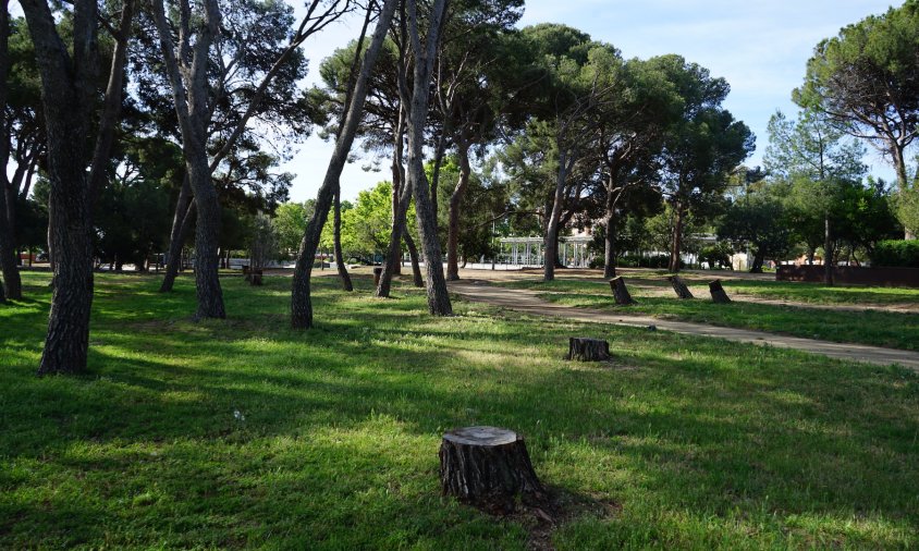 Aspecte d'alguns dels arbres talats