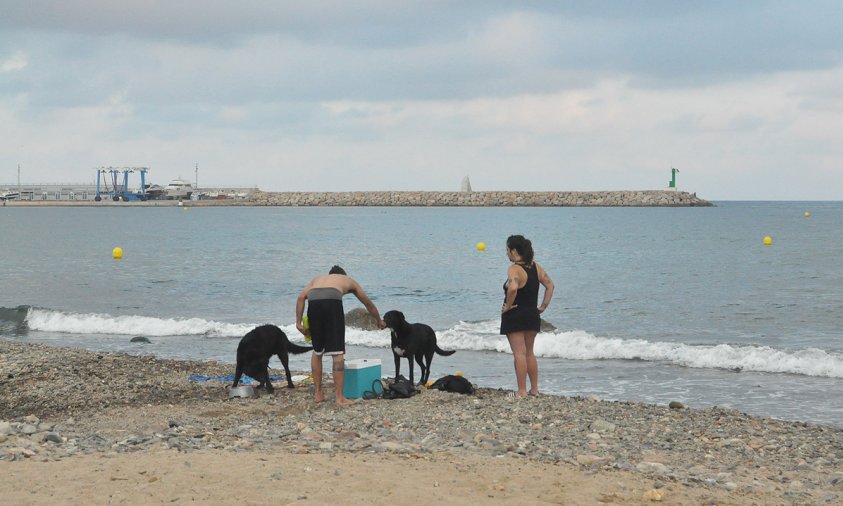 Imatge d'arxiu d'uns banyistes amb els seus gossos, a la platja de la Riera d'Alforja