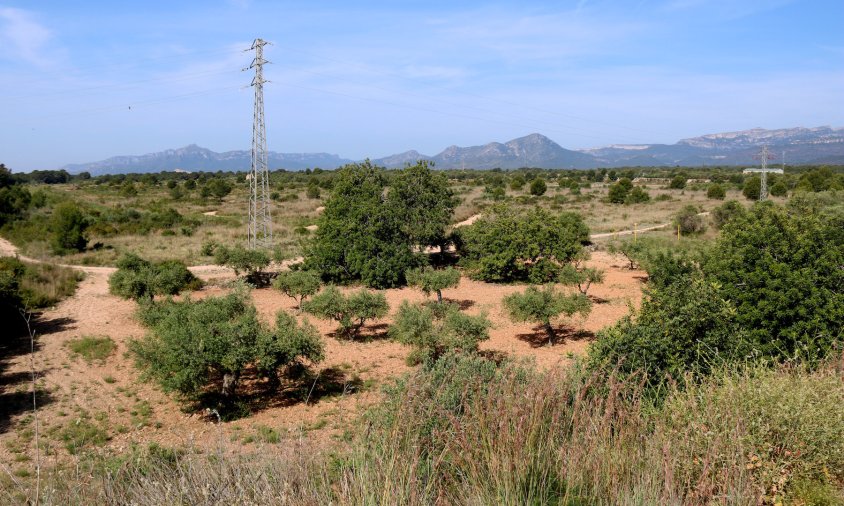Terrenys de la zona dels Comellarets al terme municipal de Mont-roig del Camp on s'instal·larà la fàbrica de l'empresa sud-coreana ILJIN Materials