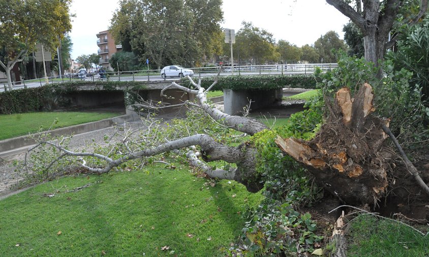 L'arbre ha caigut damunt la riera d'Alforja