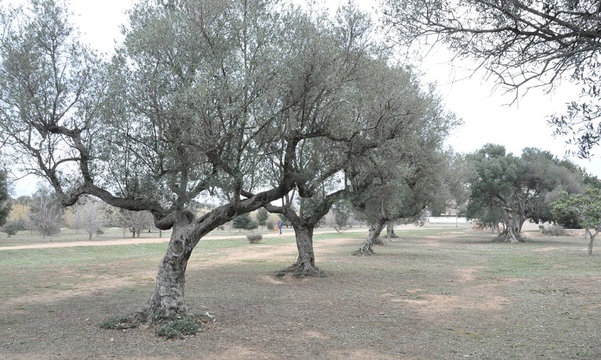 Zona verda del Molí de la Torre on es vol millorar la il·luminació