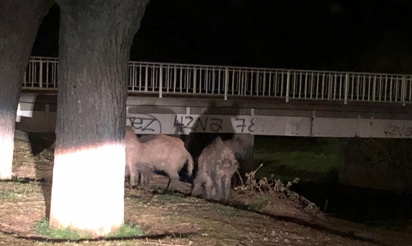 Imatge dels animals que van ser localitzats a prop de la desembocadura de la riera d'Alforja