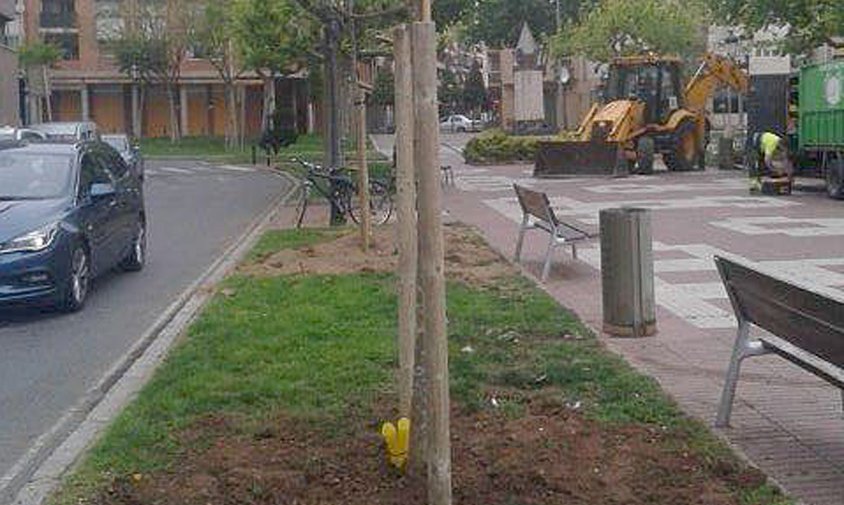 Imatge dels nous lledoners que s'han plantat al passeig