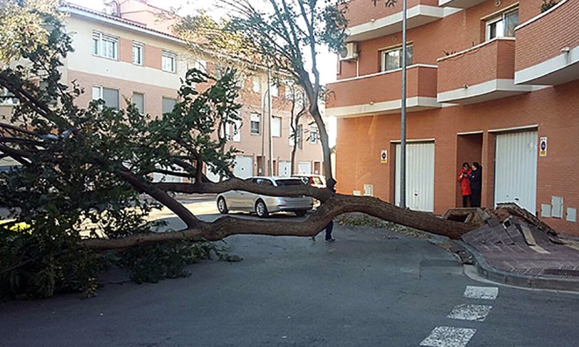 Aspecte de l'arbre caigut al barri de Nou Cambrils