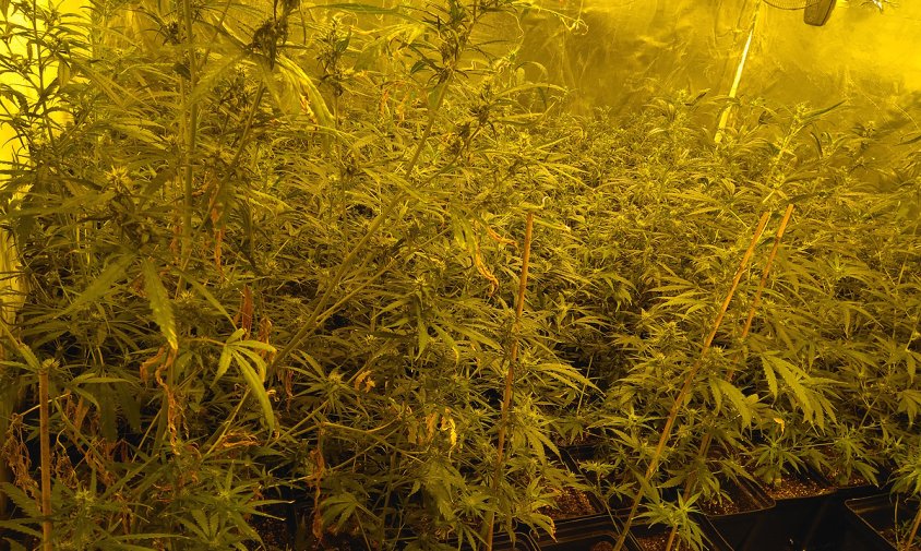 Imatge de l'espai de cultiu de cànnabis desmantellat a Cambrils