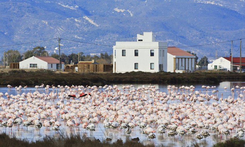 Imatge de flamencs al Delta de l'Ebre