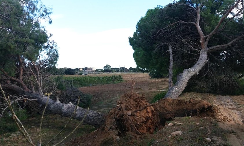 Pins caiguts per la força del vent en una finca de la partida del Mas de la Mata, al terme municipal de Vinyols i els Arcs, ben a prop del terme municipal de Cambrils