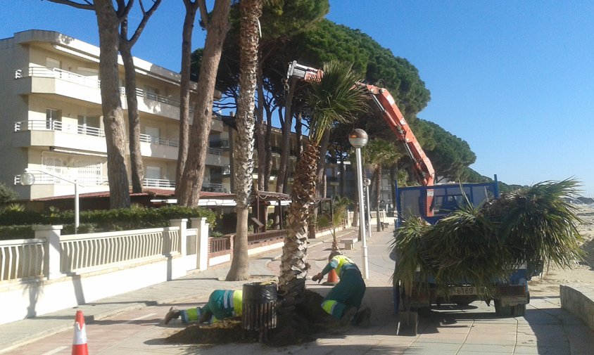 Operaris plantant una palmera al passeig litoral de Llevant