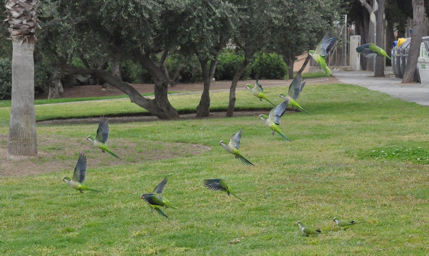 Una dotzena de cotorres s'enlairen des d'una zona enjardinada del passeig litoral de Ponent, ahir al matí