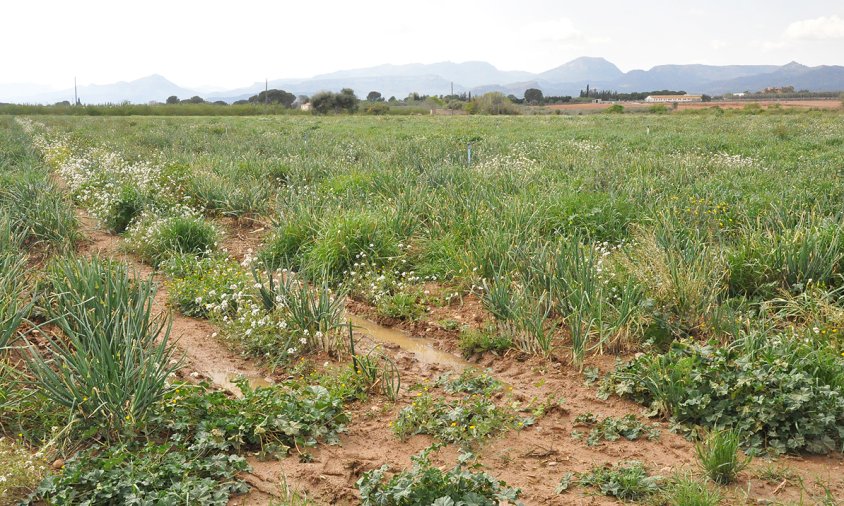 Parada de calçots a tocar al terme municipal de Vinyols, ahir al migdia