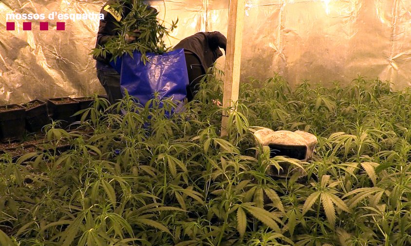 Plantes de marihuana a l'interior d'una de les onze naus industrials del grup criminal