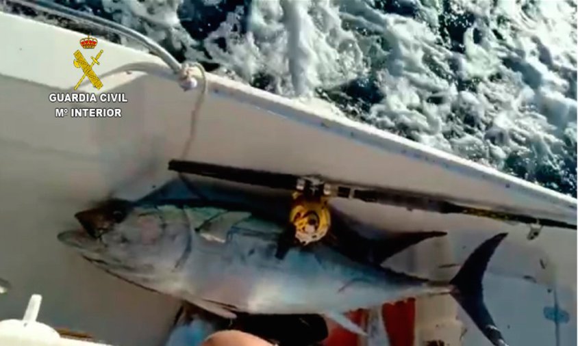 Exemplars de tonyina roja capturats il·legalment per una embarcació recreativa a Salou