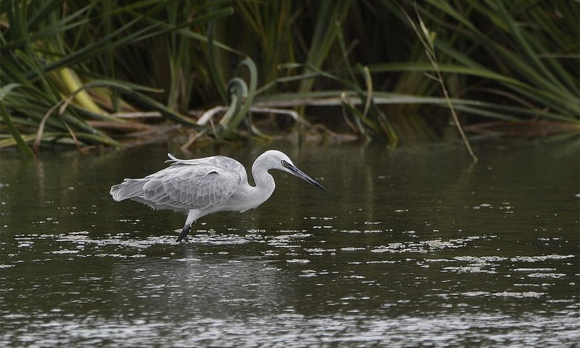 Híbrid de martinet blanc i dels esculls  (Egretta garzetta x gularis)