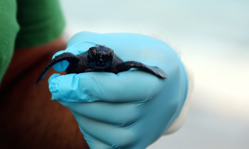 Imatge d'una cria de tortuga careta sostinguda per una mà a la platja de la Pineda, pocs minuts abans d'alliberar-la al mar