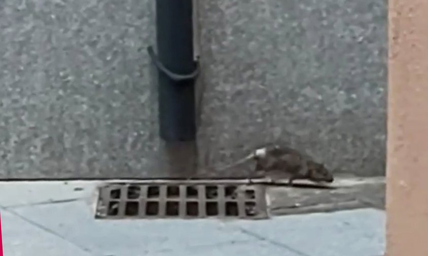 Captura d'imatge del vídeo de la rata passant pel carrer de Sant Pau