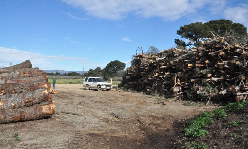 Munt d'arbres retirats de les caves i barrancs després de la rierada del passat 22 d'octubre de 2019