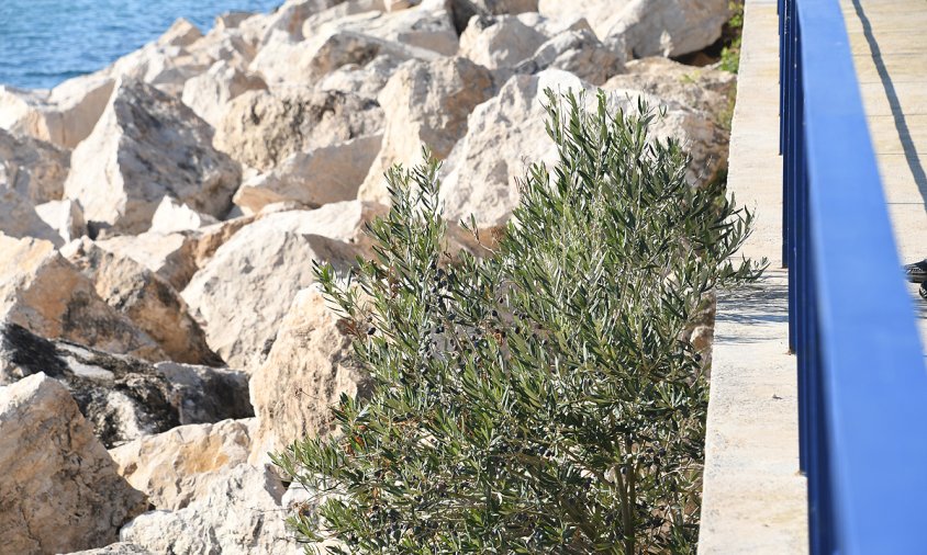 L'oliver ha crescut entre les roques de l'espigó de ponent