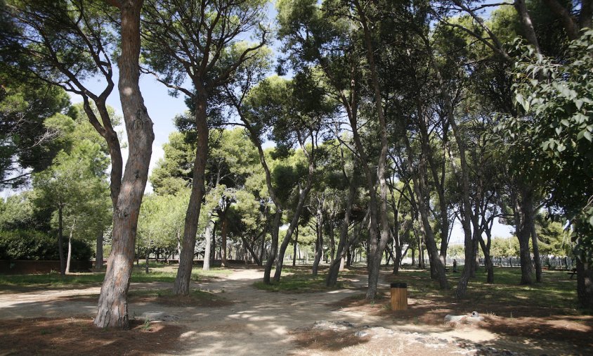 Imatge del pinar del parc del Pinaret