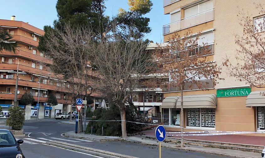 Un pi va caure a la Rambla de Jaume I i es va haver de tallar la circulació de vehicles durant una bona estona