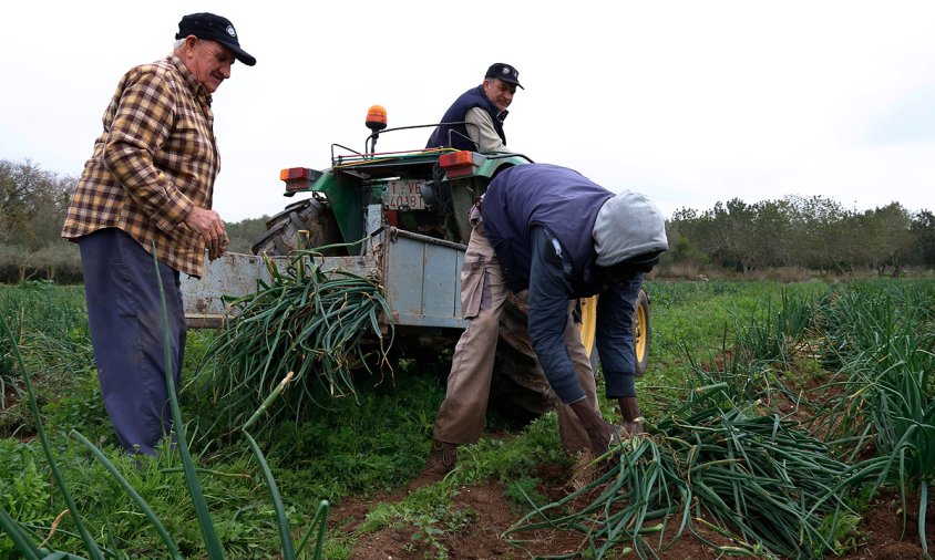 Imatge de tres pagesos collint calçots de la IGP Calçot de Valls a una finca del terme municipal de Valls, aquest passat mes de febrer