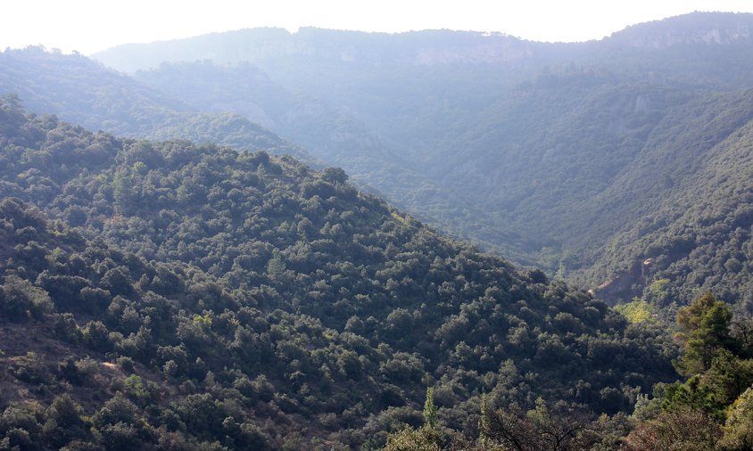 Imatge general de l'entorn del Bosc de Poblet, a les Muntanyes de Prades