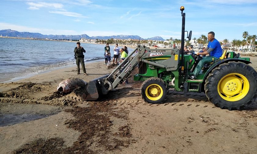 Moment de la retirada d'una tonyina morta a la platja del Regueral, a principis del mes de febrer de 2020