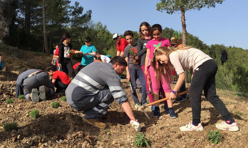 Plantada d'arbres dels escolars de Vandellòs