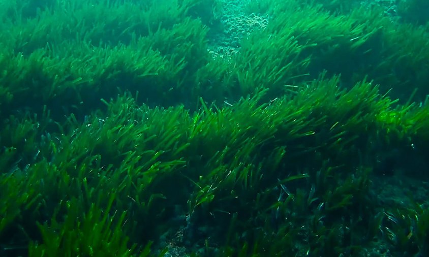 Imatge d'una praderia de possidònia al fons marí