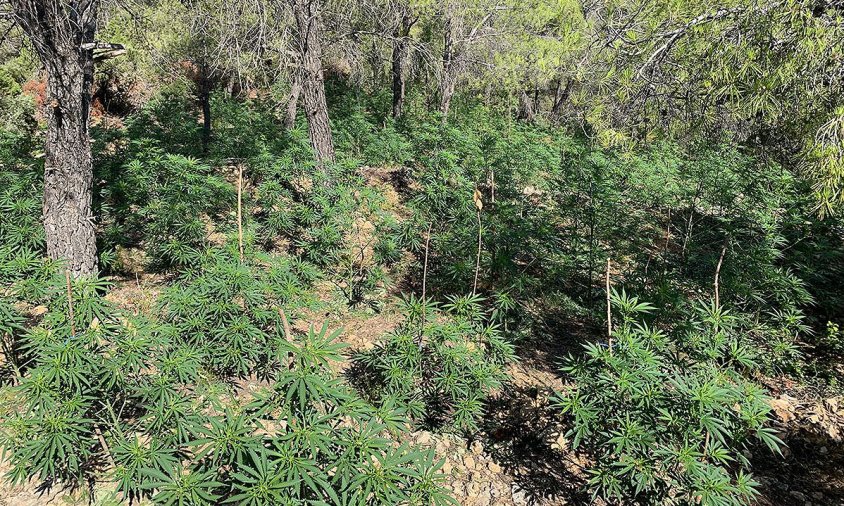 Plantació de marihuana a Cabacés